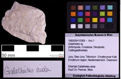 Foto (Objekt + Etiketten) von Galatheites sp. (NHMW-GEO-1990-0041-0309)